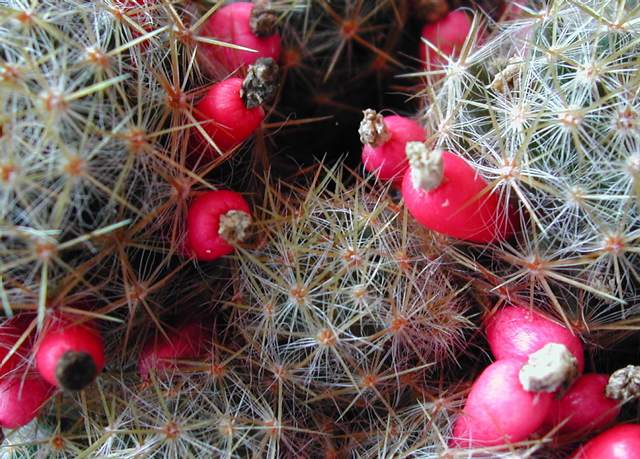 Mammillaria prolifera (1).jpg